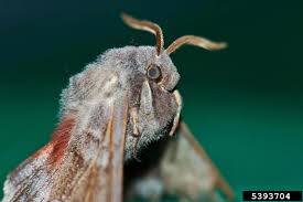 Attēlu rezultāti vaicājumam “Laothoe populi imago”