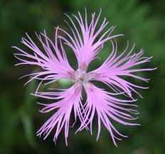 Image result for Dianthus superbus