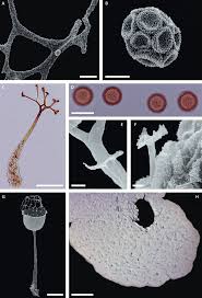 Attēlu rezultāti vaicājumam “Badhamia sp.”