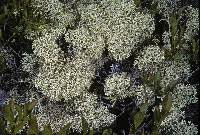 Attēlu rezultāti vaicājumam “Cladonia stellaris”