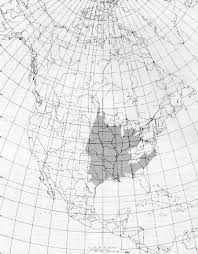 Attēlu rezultāti vaicājumam “Populus x petrowskyana”
