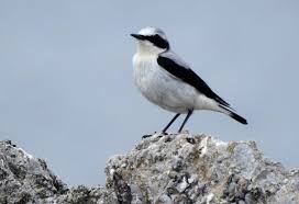 Attēlu rezultāti vaicājumam “Oenanthe oenanthe”