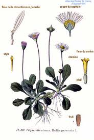 Image result for Bellis perennis