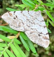 Attēlu rezultāti vaicājumam “Macaria signaria”