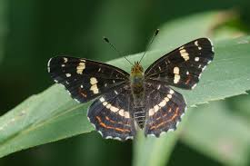 Attēlu rezultāti vaicājumam “Araschnia levana”