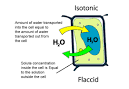 SPM Biology: Types of Solution - Isotonic