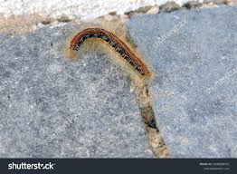 Attēlu rezultāti vaicājumam “Malacosoma castrensis male”