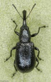 Attēlu rezultāti vaicājumam “Magdalis sp.”