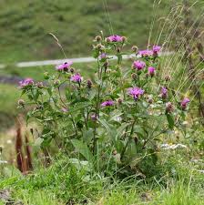 Image result for Centaurea pseudophrygia