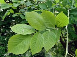 Attēlu rezultāti vaicājumam “Cladrastis kentukea leaf”