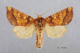 Attēlu rezultāti vaicājumam “Gortyna flavago”