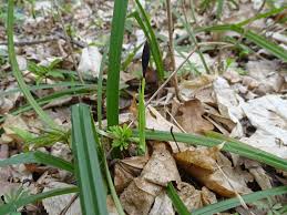 Attēlu rezultāti vaicājumam “Carex pilosa leaf”