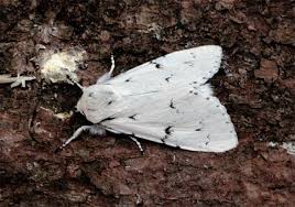 Attēlu rezultāti vaicājumam “Acronicta leporina larva”