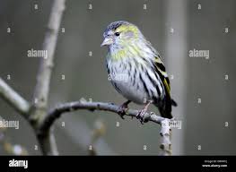 Attēlu rezultāti vaicājumam “Carduelis spinus female”