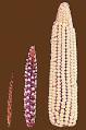 Artificial selection - Wikipedia, the free encyclopedia