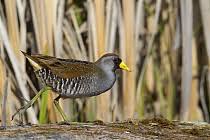 Image result for Porzana carolina