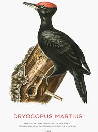 Attēlu rezultāti vaicājumam “Dryocopus martius”