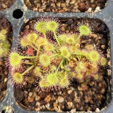 Attēlu rezultāti vaicājumam “Drosera rotundifolia flower”