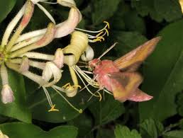 Attēlu rezultāti vaicājumam “Deilephila porcellus”