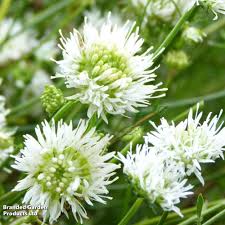 Attēlu rezultāti vaicājumam “Jasione montana fruit”