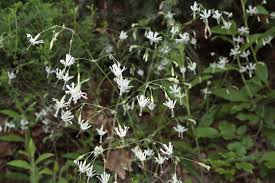 Attēlu rezultāti vaicājumam “Silene nutans”