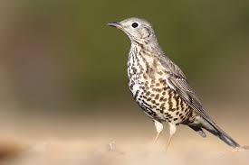 Attēlu rezultāti vaicājumam “Turdus viscivorus”