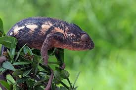 Attēlu rezultāti vaicājumam “Eudemis porphyrana”