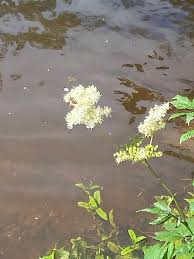 Attēlu rezultāti vaicājumam “Triphragmium ulmariae”