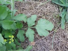 Attēlu rezultāti vaicājumam “Pastinaca sativa subsp. sylvestris”