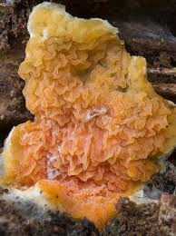 Attēlu rezultāti vaicājumam “Leucogyrophana mollusca”