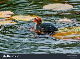 Attēlu rezultāti vaicājumam “Fulica atra”