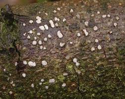 Attēlu rezultāti vaicājumam “Propolis farinosa”