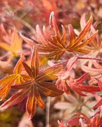 Attēlu rezultāti vaicājumam “Geranium sanguineum leaf”