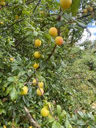 Attēlu rezultāti vaicājumam “Prunus domestica subsp. domestica”