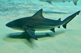 Image result for Carcharhinus leucas