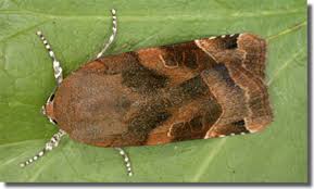 Attēlu rezultāti vaicājumam “Noctua fimbriata imago”