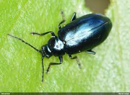 Attēlu rezultāti vaicājumam “Altica sp.”