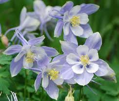 Image result for Aquilegia caerulea
