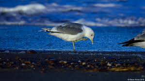Attēlu rezultāti vaicājumam “Larus canus adult”