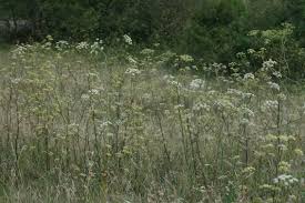 Attēlu rezultāti vaicājumam “Peucedanum oreoselinum”