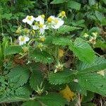 Attēlu rezultāti vaicājumam “Fragaria moschata flower”