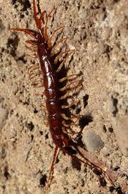 Attēlu rezultāti vaicājumam “Lithobius forficatus”