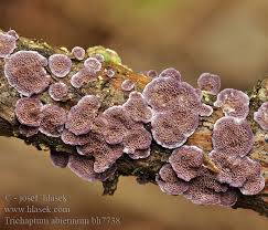 Attēlu rezultāti vaicājumam “Trichaptum abietinum”