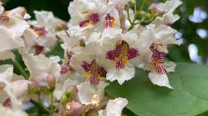 Attēlu rezultāti vaicājumam “Catalpa ovata flower”