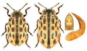 Attēlu rezultāti vaicājumam “Chrysomela vigintipunctata”