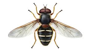 Attēlu rezultāti vaicājumam “Sericomyia lappona”