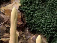 Attēlu rezultāti vaicājumam “Clavariadelphus ligula”