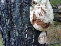 Attēlu rezultāti vaicājumam “Reticularia lycoperdon”