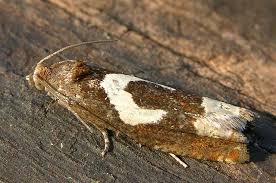 Attēlu rezultāti vaicājumam “Epiblema foenella”