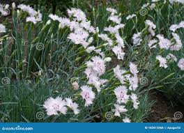 Attēlu rezultāti vaicājumam “Dianthus deltoides bud”